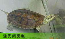  ϱտǹ